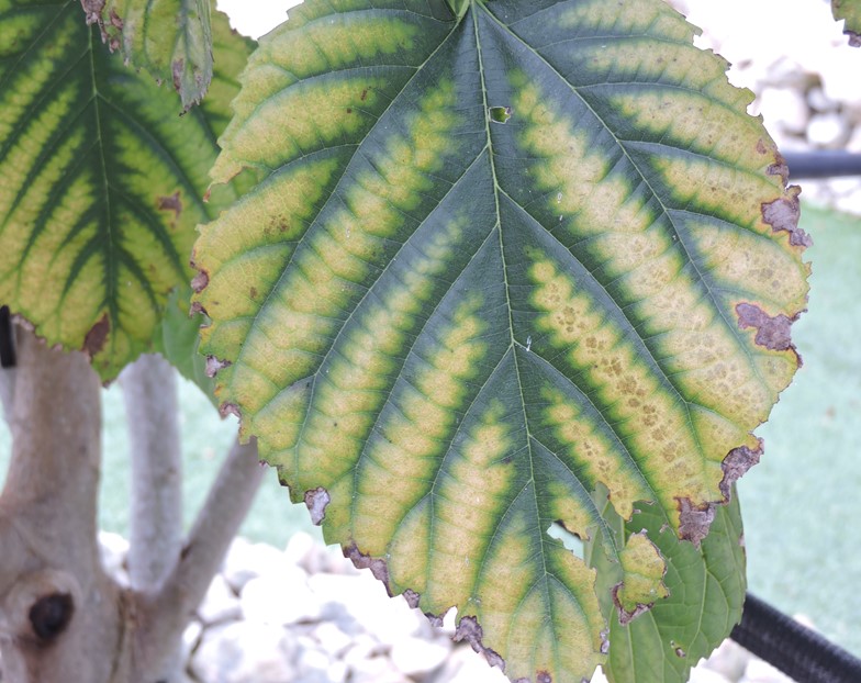 Mulberry leaf magnesium deficiency